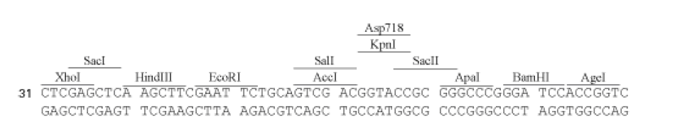 pDD-AmCyan1 Reporter 多克隆位点 点击看大图 pDD-AmCyan1 Reporter 多克隆位点
